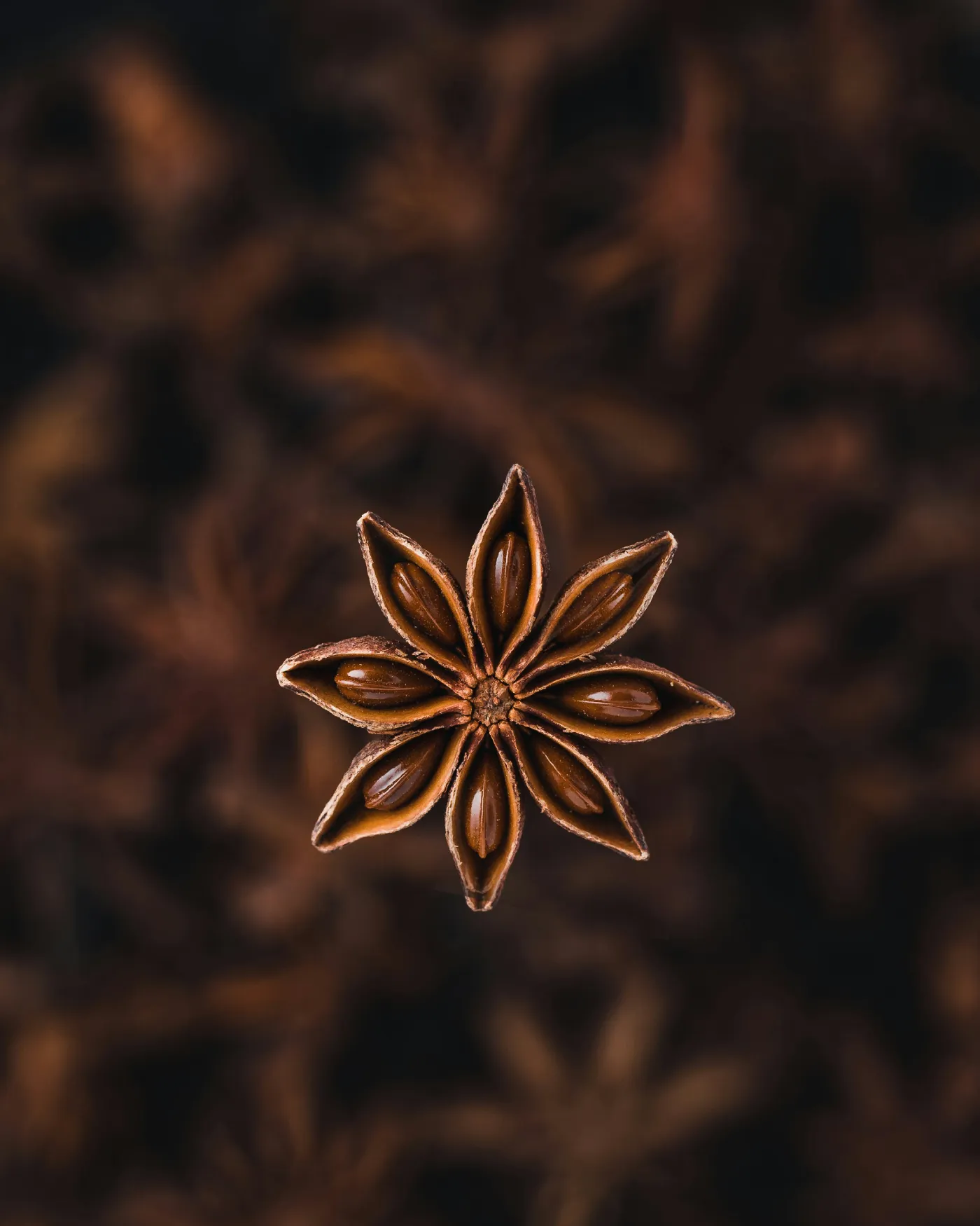 Star Anis, Pastis' main ingredient. It is native to South China and Vietnam.